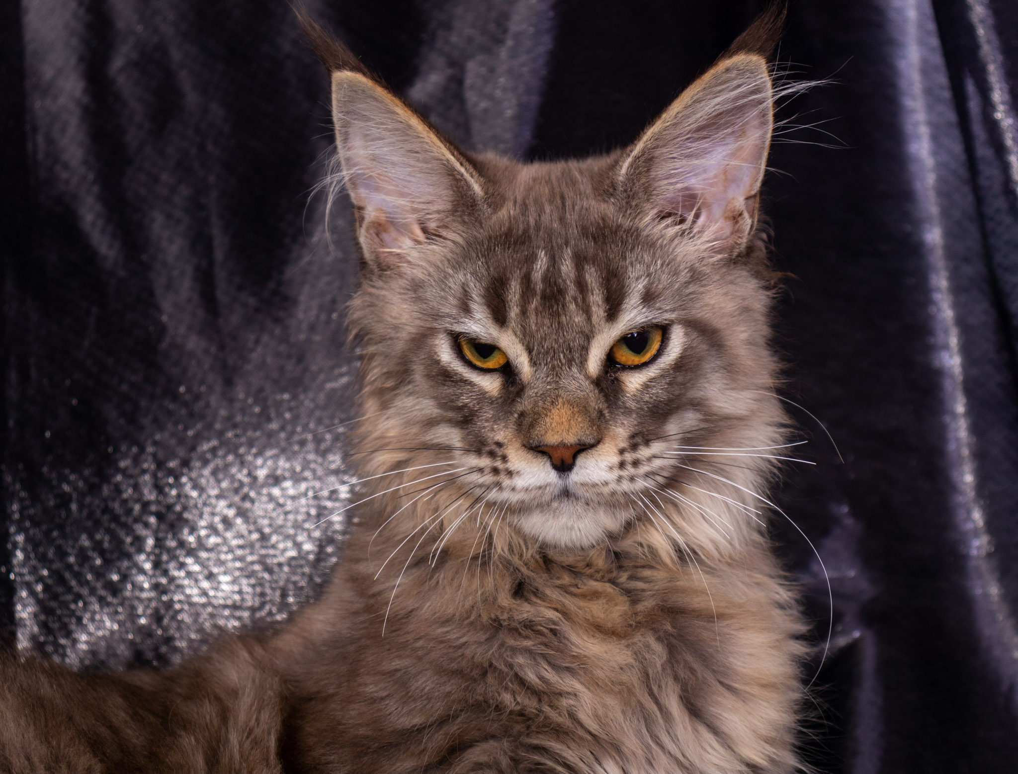 Filhote maine coon